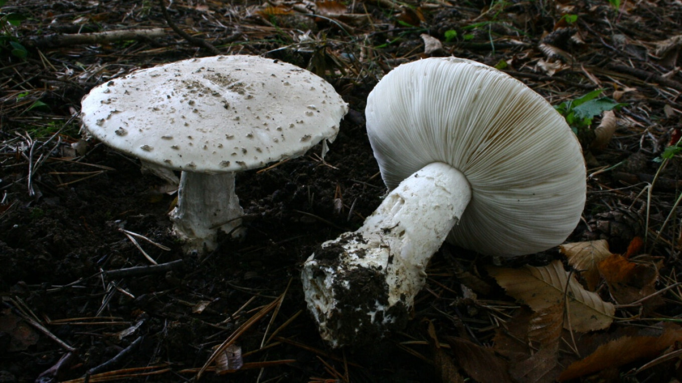 Съедобные грибы Белгородской области