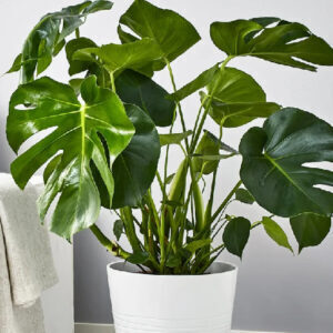 Лунный календарь и фазы роста комнатных растений