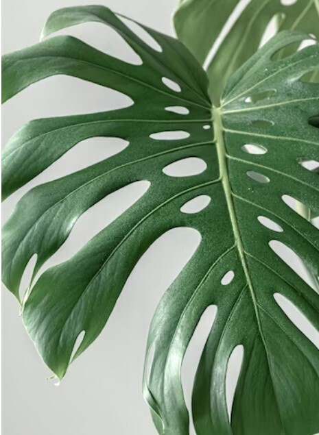 Метод, который поможет сохранить крупные растения монстеры от гибели