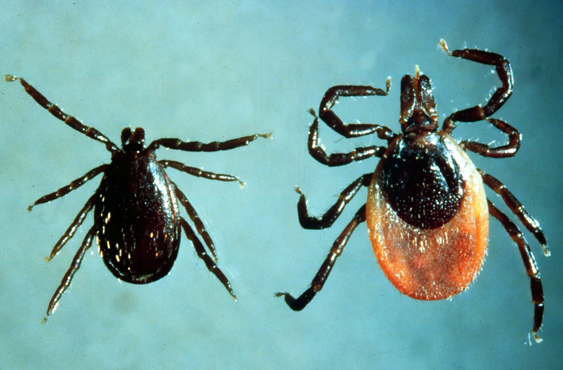 Они проснулись и очень опасны. Таежные кровососы с новым вирусом Хасеки