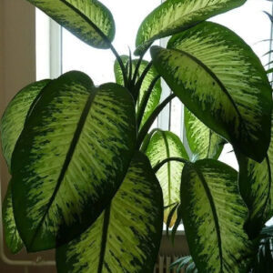 Лунный календарь и фазы роста комнатных растений