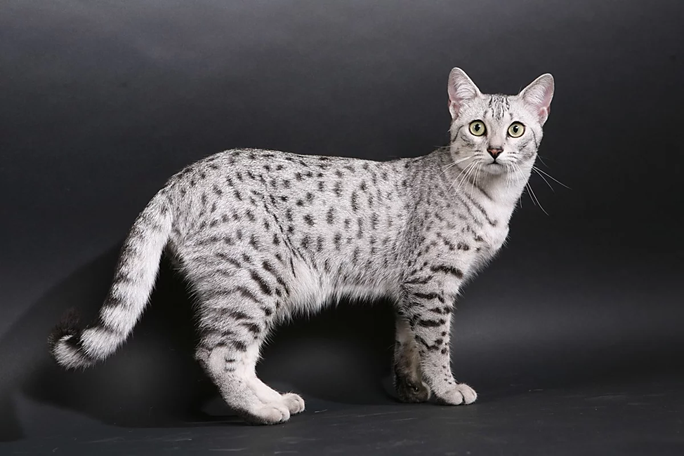 Топ 10 самых редких пород кошек: узнайте больше о редких и уникальных красавцах