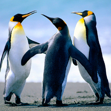 Эдуард, г. Симферополь