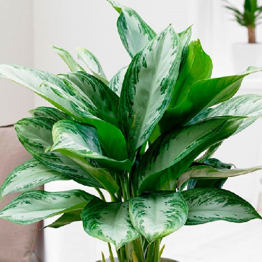 Воздушные витамины: как аглаонема очищает воздух и благотворно влияет на здоровье