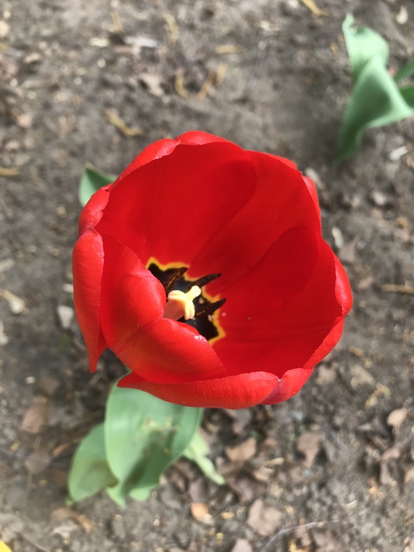 Месяц май - это Первомай, это день Радио, это праздник 9 Мая, и это просто месяц,