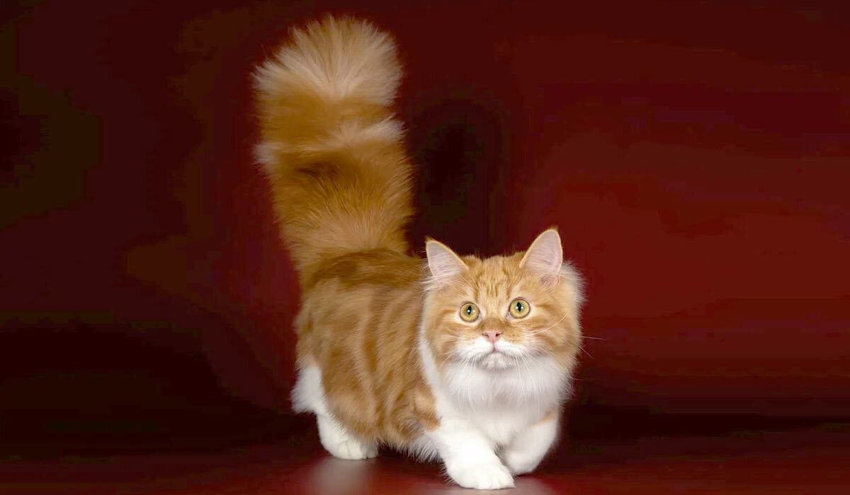 Топ 10 самых редких пород кошек: узнайте больше о редких и уникальных красавцах