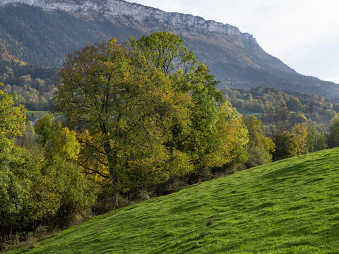 Как посадить грецкий орех.