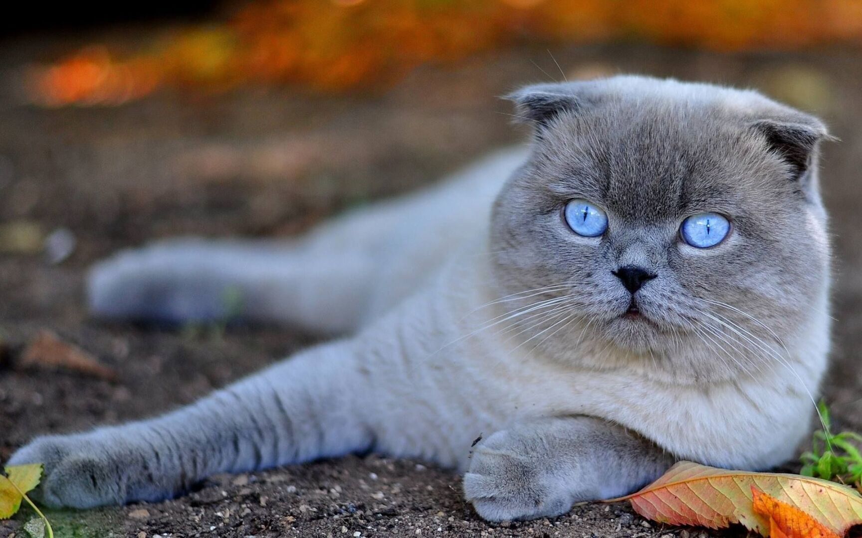 Топ 10 самых дорогих пород кошек: цена красоты и редкости