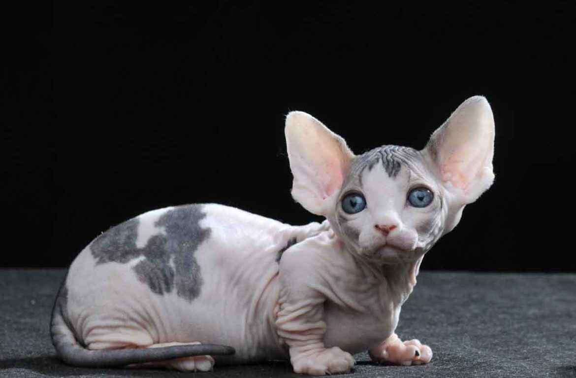 Топ 10 самых редких пород кошек: узнайте больше о редких и уникальных красавцах