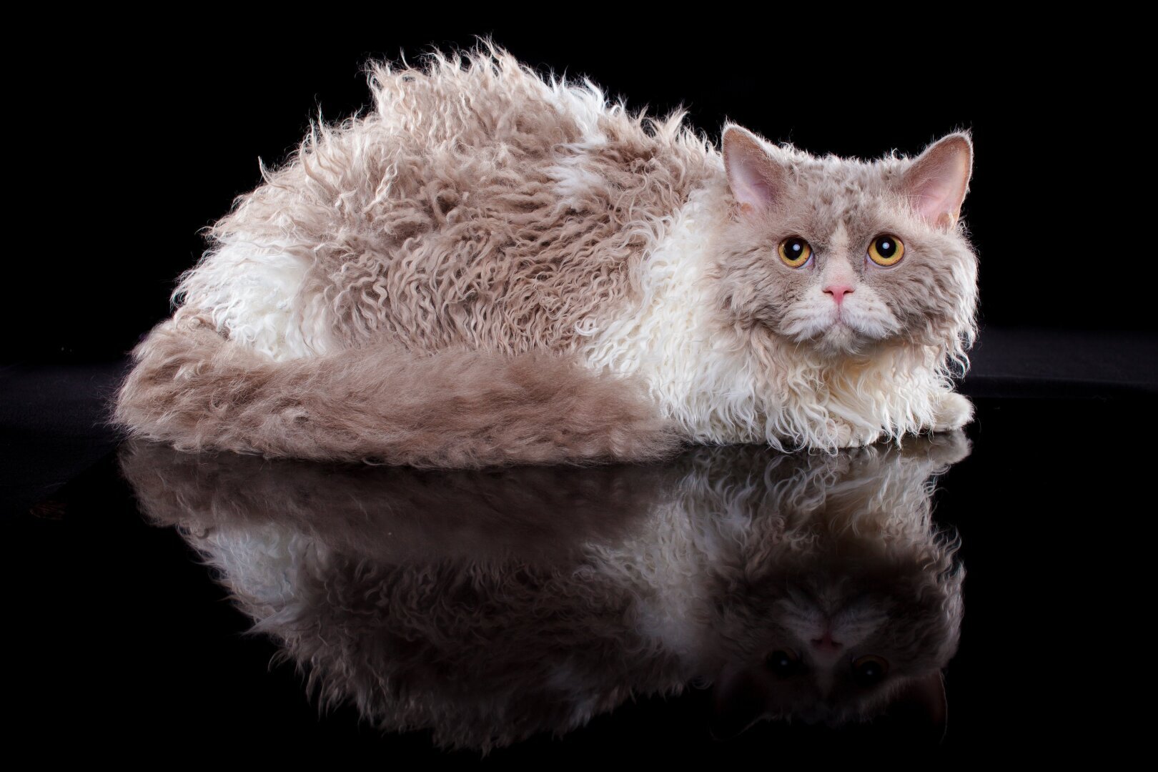 Топ 10 самых редких пород кошек: узнайте больше о редких и уникальных красавцах