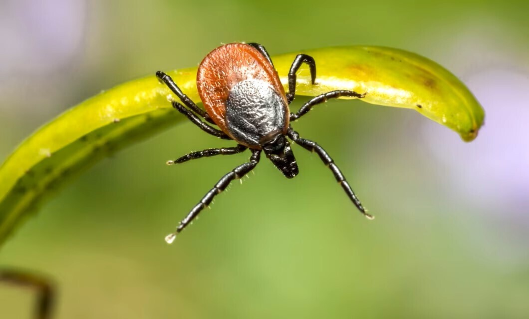 Самые эффективные средства для обработки дачи от клещей