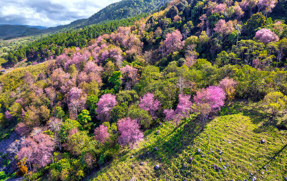 Когда цветет Сакура.