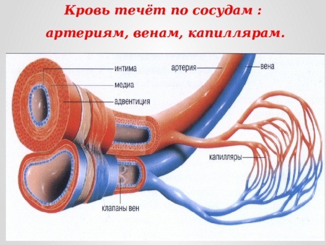 Строение стенки кровеносных капилляров