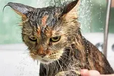 Алкашка! Майские праздники! Дачные мытарства Казимира продолжаются. Встреча с саранчой. Падение в бассейн! Глава № 1 дневника кота Казимира (продолжен