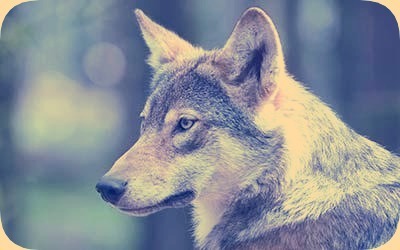 Волк - курьезы и интересные факты о волках