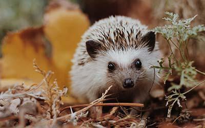 Ежи которых мы не знаем.