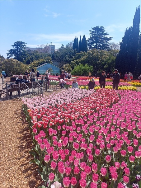 В Крыму расцвели миллионы тюльпанов, от этой красоты просто глаз не оторвать!