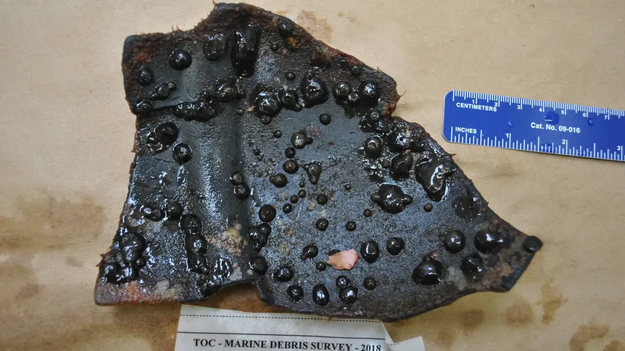 Великое тихоокеанское мусорное пятно стало настолько огромным и постоянным, что на нем процветает прибрежная экосистема, говорят ученые