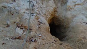 Гигантские туннели высотой 6 футов найдены в Южной Америке, вырытые гигантскими ленивцами древней мегафауны