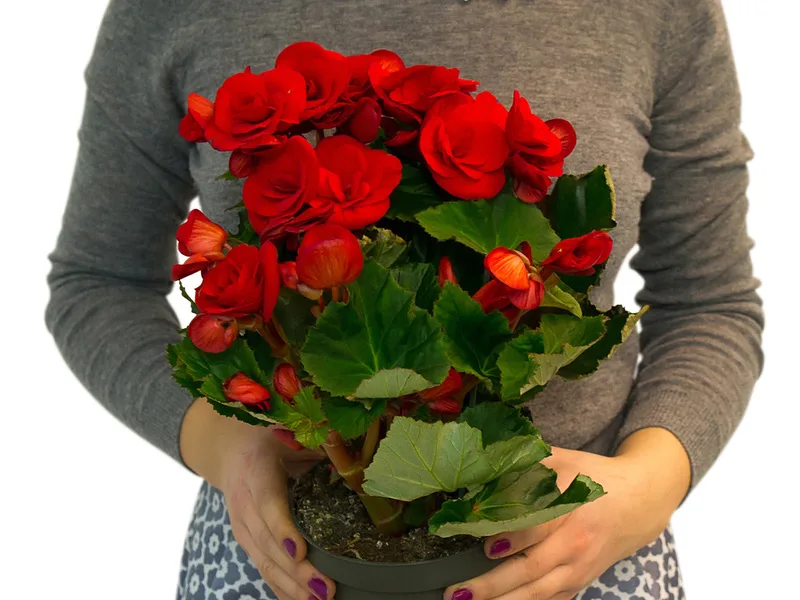 Откройте секреты идеальной бегонии Элатиор: обрезка, пересадка, размножение и дизайн интерьера! Как бороться с болезнями и вредителями! Руководство