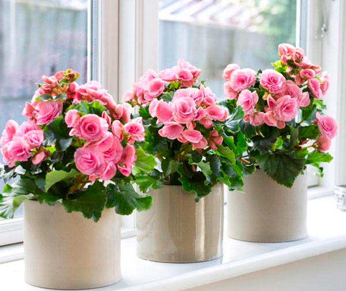 Откройте секреты идеальной бегонии Элатиор: обрезка, пересадка, размножение и дизайн интерьера! Как бороться с болезнями и вредителями! Руководство