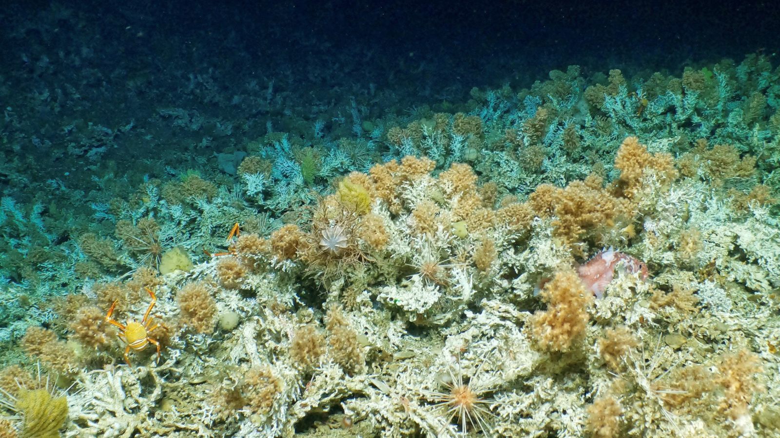 На Галапагосских островах Эквадора обнаружен коралловый риф