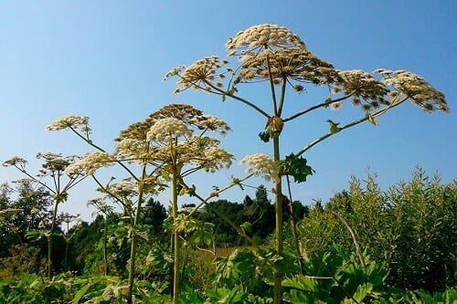 Смертельно ядовитый борщевик Сосновского. Откуда он появился и как не пострадать от него?