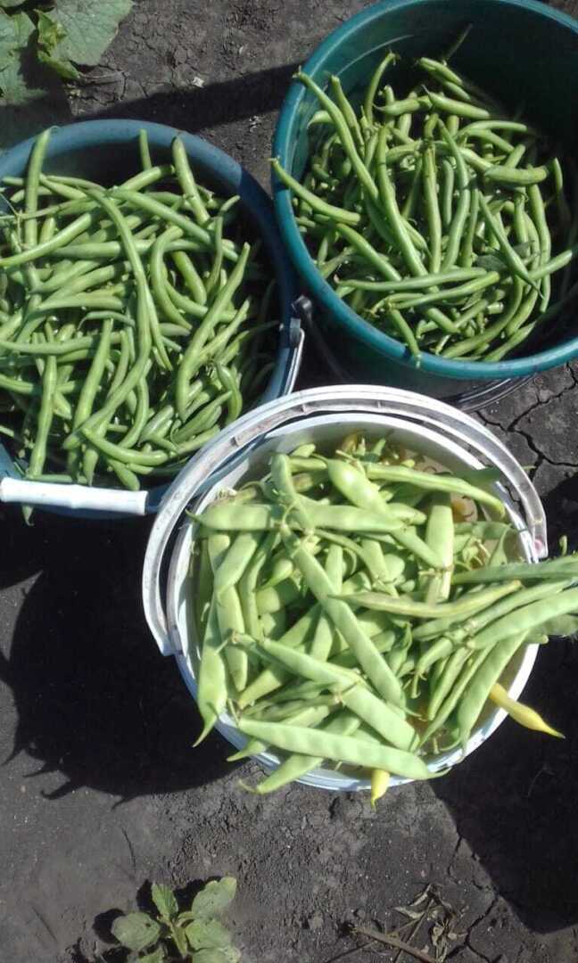 Двойная польза стручковой фасоли : вкусный урожай и полезный сидерат для обогащения почвы азотом