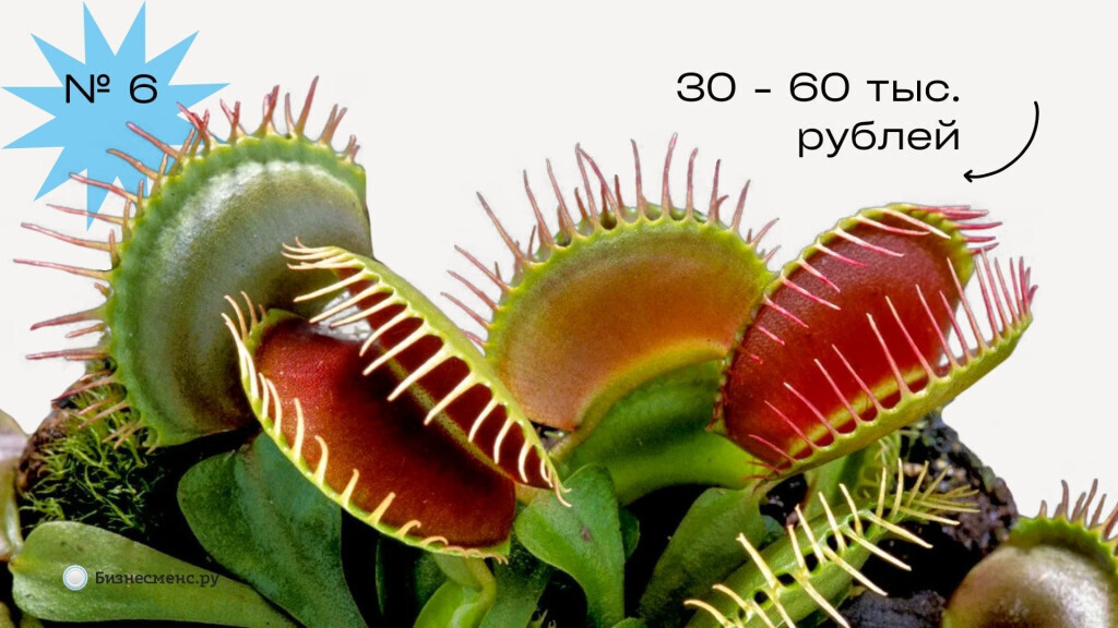 50 лучших бизнес-идей на дому в 2023 году. 6. Выращивание растений-хищников