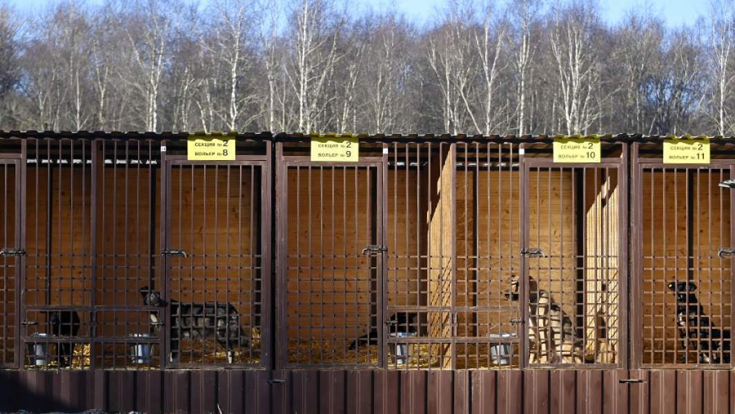 Трагедии с бродячими собаками: кто несет ответственность?