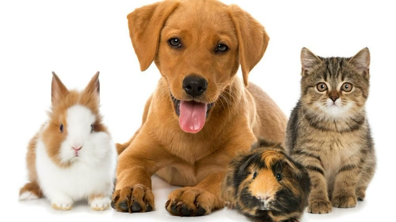 Действительно ли владельцы собак смеются чаще, чем владельцы кошек? Удивительная правда раскрыта!