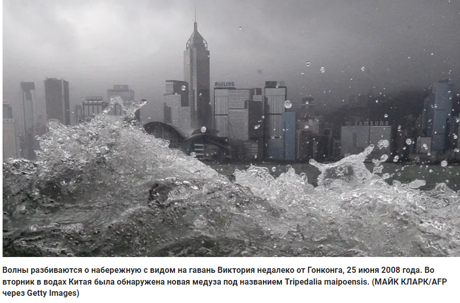 Научное открытие ученых. Новая кубомедуза обнаружена недалеко от Гонконга