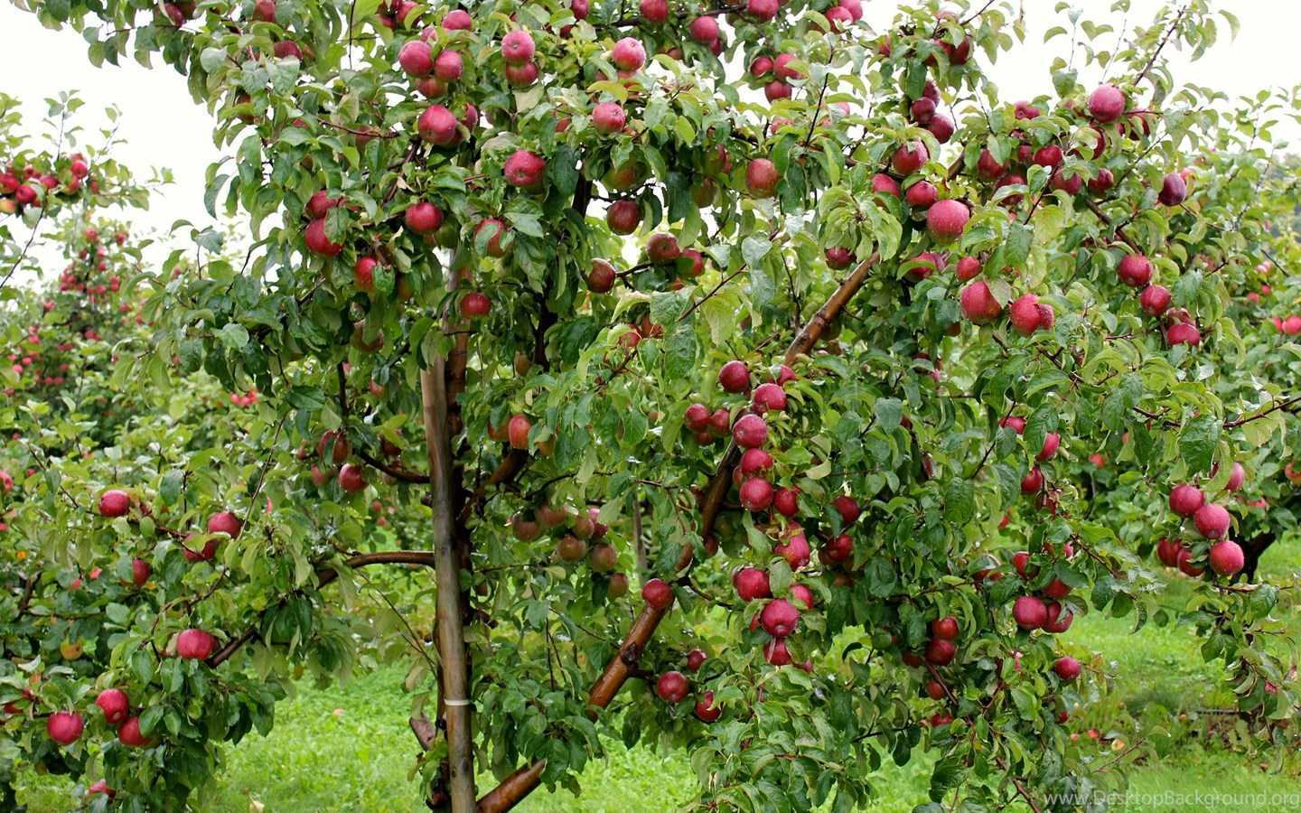 Рассказ про яблоню