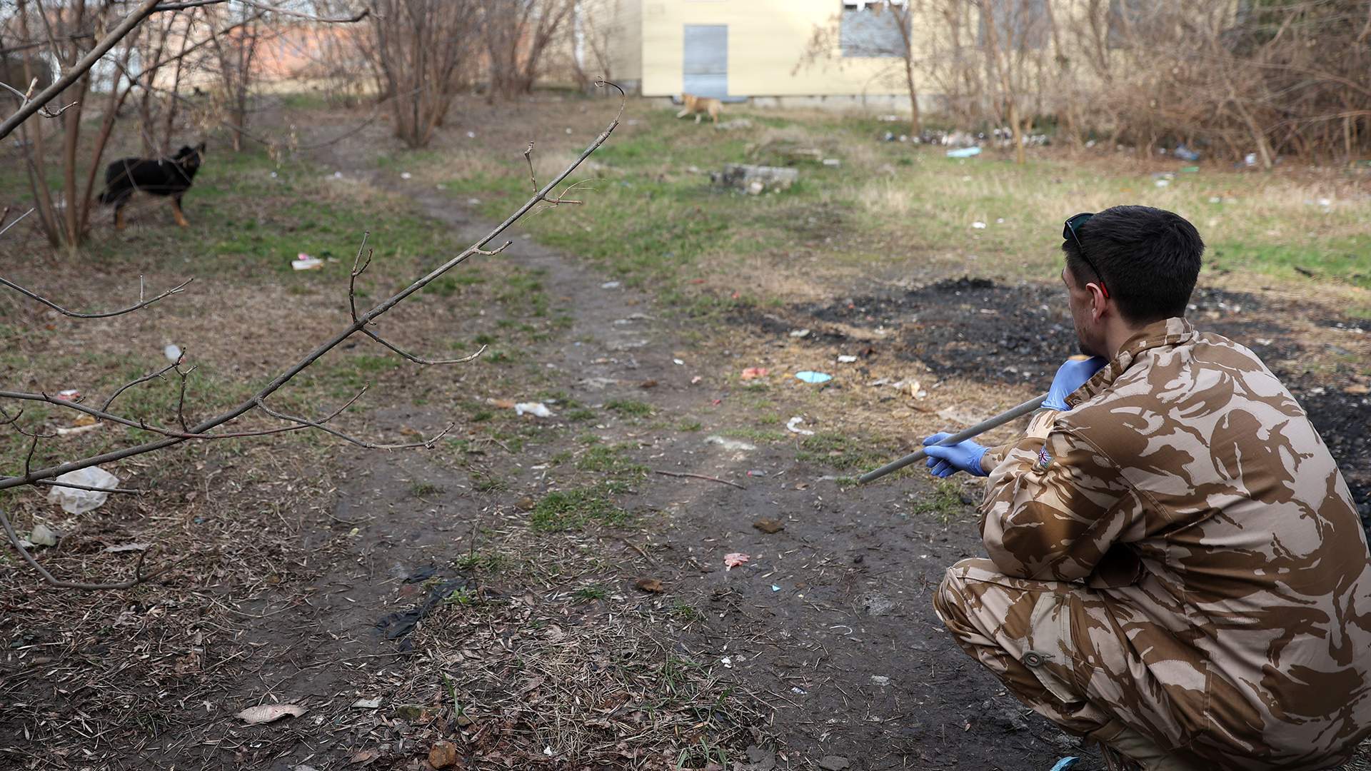 Трагедии с бродячими собаками: кто несет ответственность?