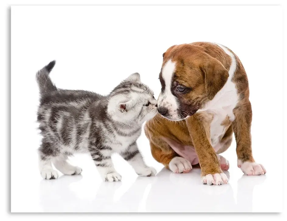 Действительно ли владельцы собак смеются чаще, чем владельцы кошек? Удивительная правда раскрыта!