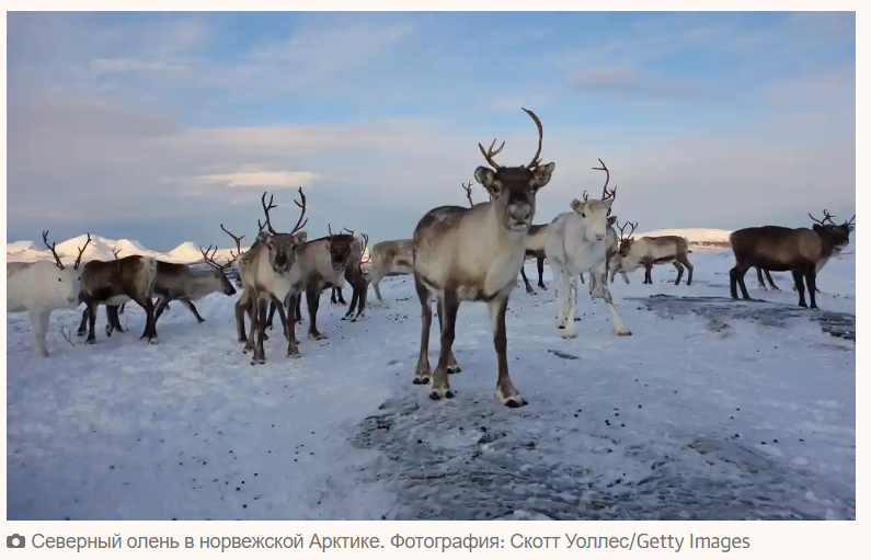Почему слоны, выдры и киты — секретное оружие природы против климатических изменений