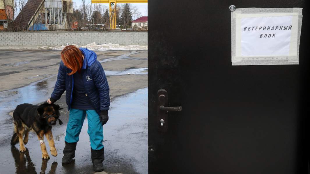 Трагедии с бродячими собаками: кто несет ответственность?