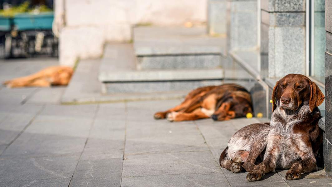 Трагедии с бродячими собаками: кто несет ответственность?