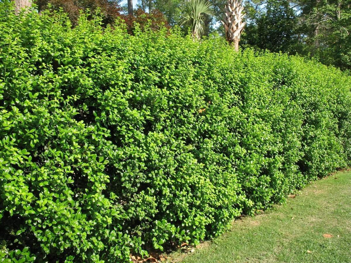 Рассказ про крыжовник