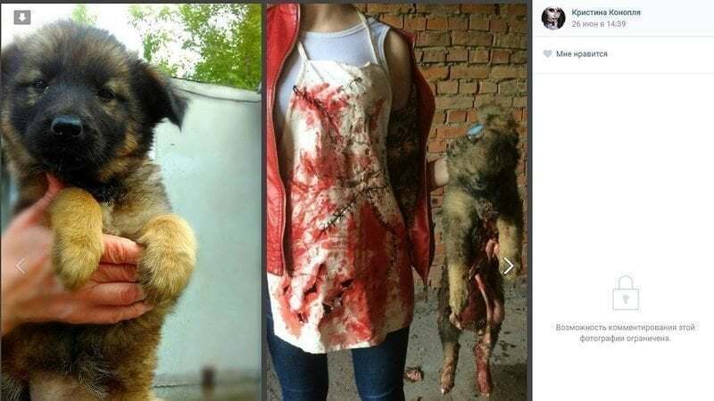 Вы ищите способ принять участие в борьбе с жестоким обращением с животными?