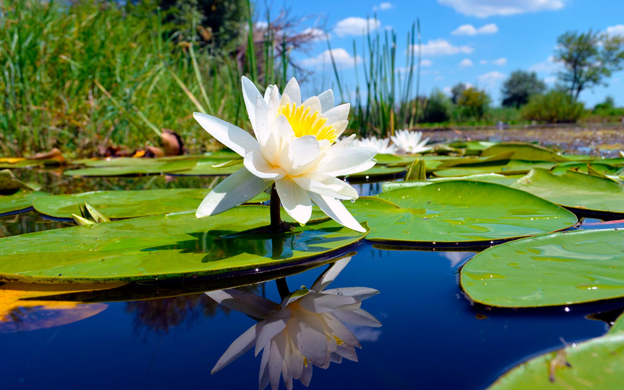 Цветочный гороскоп.