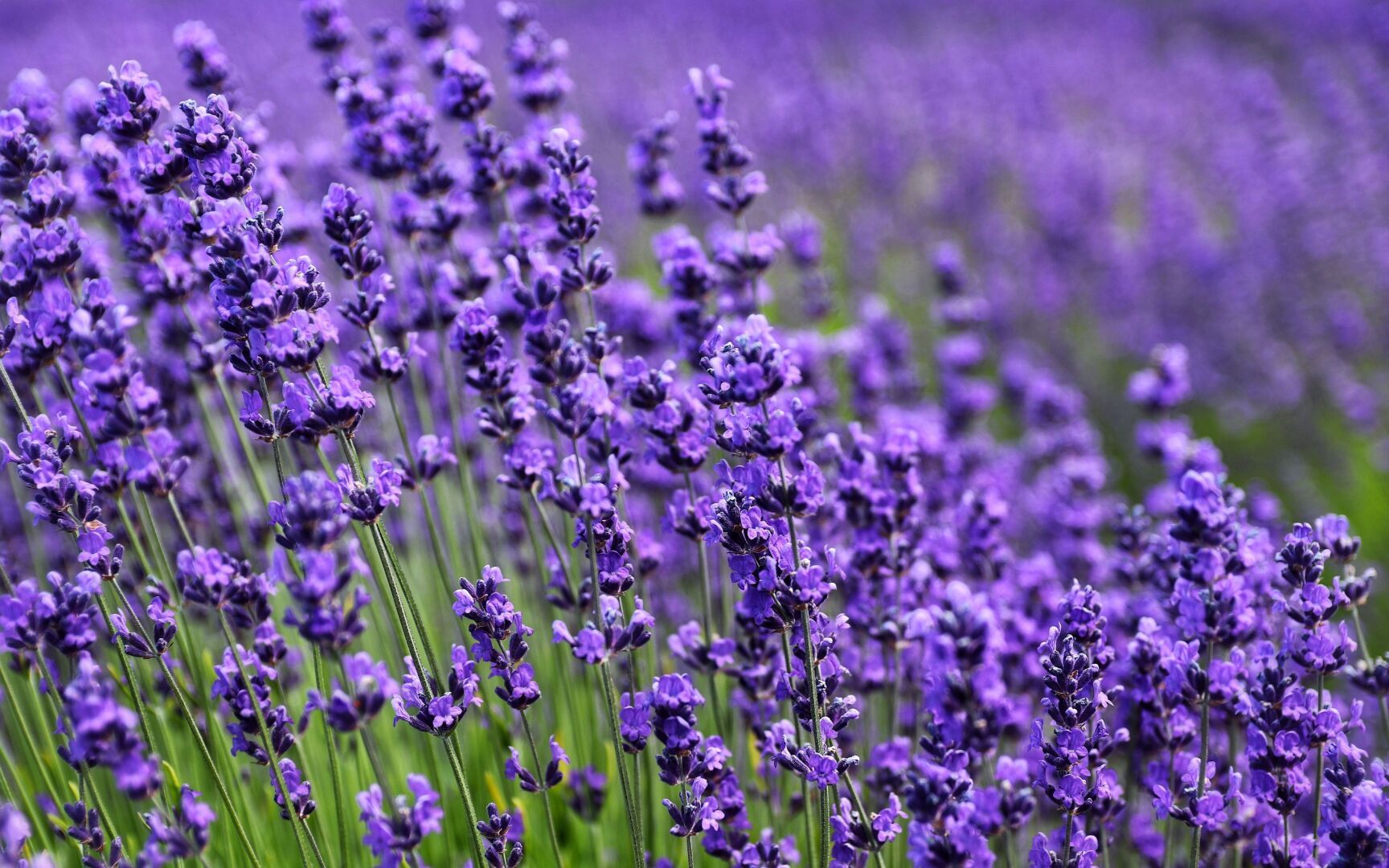 Цветочный гороскоп.