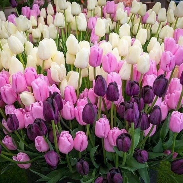 Цветочный гороскоп.