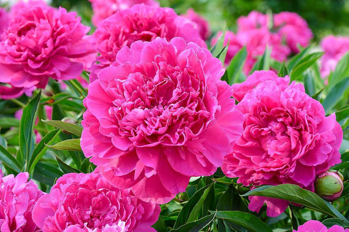 Цветочный гороскоп.