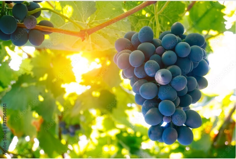 5 лучших горшечных растений, создающих ширму для приватной зоны