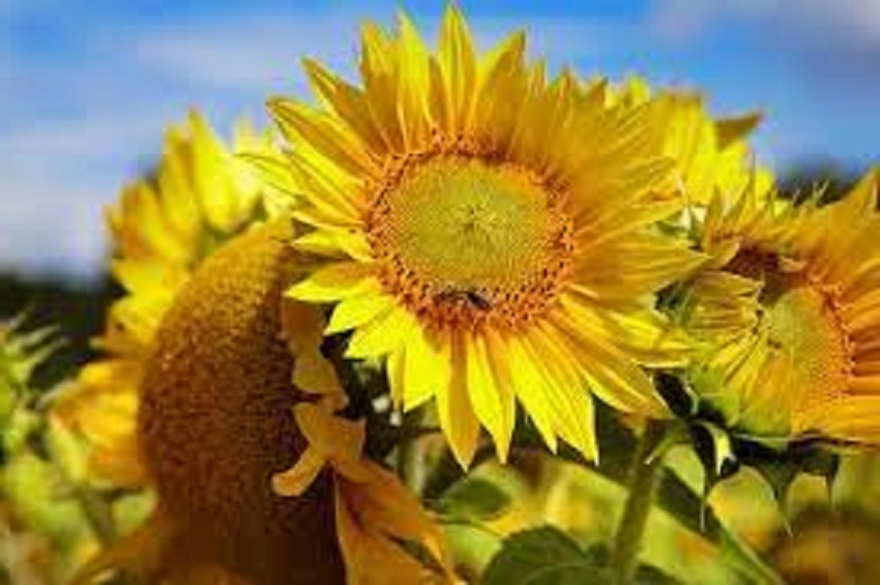 Штраф до 50 000 рублей за выращивание на участке подсолнечника и многих лекарственных трав