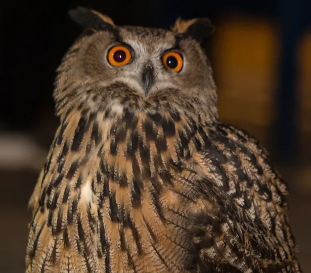 Евразийский филин сбежал из зоопарка