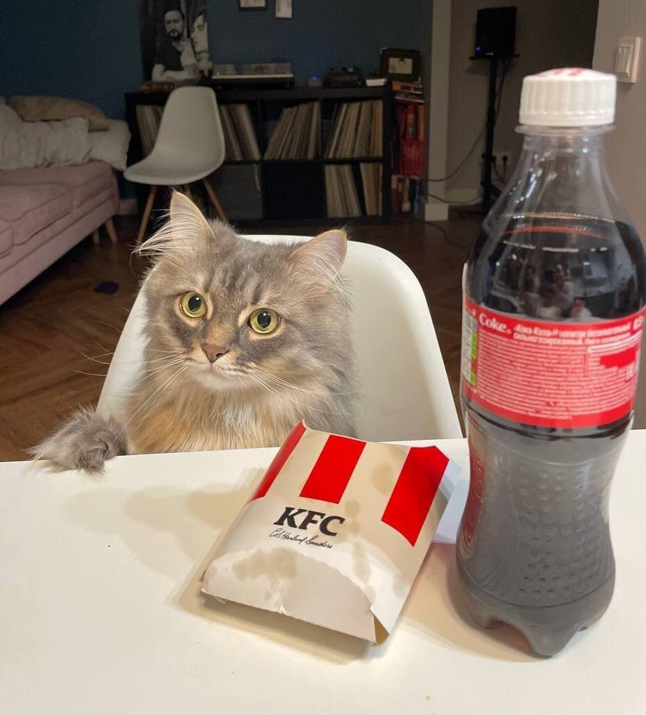 Какими инфекциями могут болеть кошки и как их лечить?