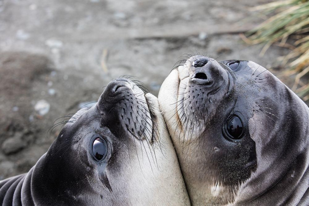 2 часа сна в день? Как это животное может выжить - загадка.