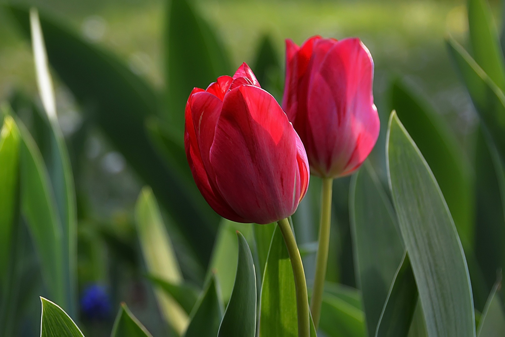 Какие цветы нельзя нюхать?